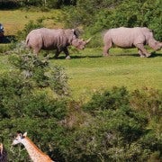 From Cape Town: Kruger National Park 2-Day Safari Trip