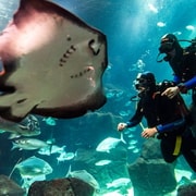 Porto Moniz: Bucea con tiburones y rayas en el Acuario de Madeira