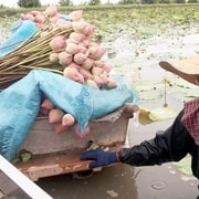 Desde Bangkok: Canal y granja de Mahasawat con almuerzo