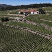 Lamego: Visita y Cata de la Bodega Quinta da Portela de Baixo