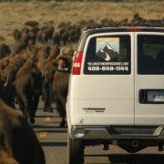 Ab West Yellowstone: Lamar Valley Wildlife Tour mit dem Van