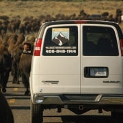 Da West Yellowstone: tour della fauna selvatica della Lamar Valley in Van