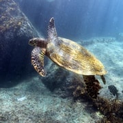 Praslin - Curieuse St Pierre Anse Georgette Escursione privata