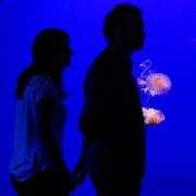 Billet d'entrée à l'aquarium de Séville
