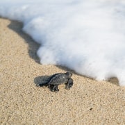 Puerto Escondido: Erlebnis Schildkrötenbefreiung