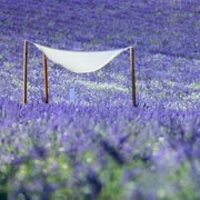 Aix-en-Provence: Lavender Fields Visit