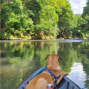 La Fortuna: *TOP* Wildlife Safari Float Experience mit dem Kajak