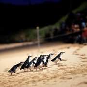 Desfile dos Pinguins: Ingresso para a área de observação geral