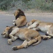 Kruger National Park: Full-Day Game Drive with Pickup