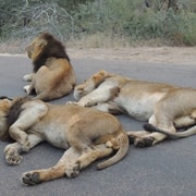 Kruger National Park: safari di un'intera giornata con prelievo