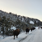 Gardiner: Yellowstone National Park Wildlife Guided Tour