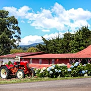 Alajuela : Visite guidée d'une plantation de café avec dégustation