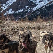 Da Skagway: Combinazione Yukon Sled Dog Mushing e White Pass