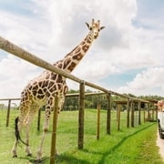 Orlando: Drive-Thru Safari Park no Wild Florida
