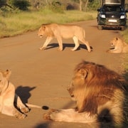 Krüger-Nationalpark: Wildtier-Beobachtungs-Safari