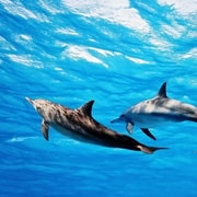 Île aux Bénitiers: Excursión en barco con snorkel y delfines y almuerzo