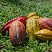 La Fortuna : Visite d'une ferme de café et de chocolat