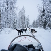 Levi Polar Lights Tours: Tour guidato degli Husky al Circolo Polare Artico