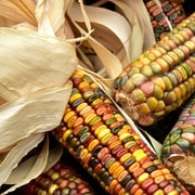 Chiapas: A Culinary Adventure Discovering Local Gastronomy
