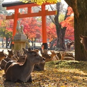 From Kyoto: Nara Guided Half Day Bus Tour