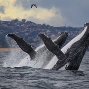 Sydney: Excursión de 3 horas en catamarán para avistar ballenas