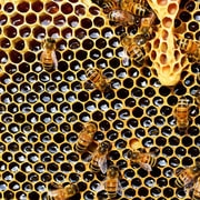 Kefalonia:Private Olive Oil, Honey & Wine Tasting Experience