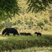 Banff: Highlights and Wildlife Group Tour