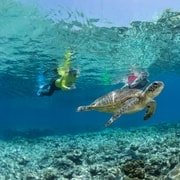 From Cairns: Great Barrier Reef Snorkel & Dive Adventure