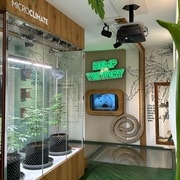 Amsterdã: Ingresso para o Museu da Cannabis