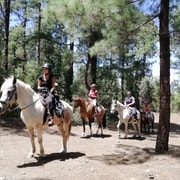 Teneriffa: Geführte Reittour zum Lomo-Wald