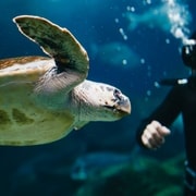 Heraklion Area: CRETAquarium Admission Ticket