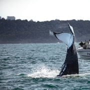 Sydney: Walbeobachtungserlebnis im Ozean