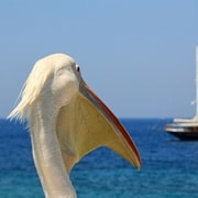 Viaje de Atenas a Mykonos en un día