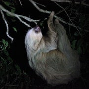 Paseo Nocturno por la Selva Tropical de Alta Biodiversidad de La Fortuna