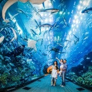 Dubai: Aquarium and Underwater Zoo Day Ticket de entrada