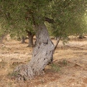 Passeggiata tra gli uliveti con degustazione