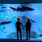 Mallorca: Ticket für das Palma Aquarium mit optionalem 3D-Kino