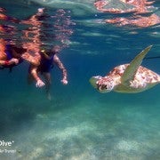 Akumal: Guided Turtle Snorkeling Tour and pictures