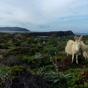 Asinara en bici: giro en bici a la descubierta del parque