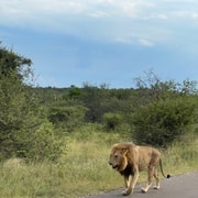 Von Johannesburg : Krüger Nationalpark 2 Tage BIG 5 Safari