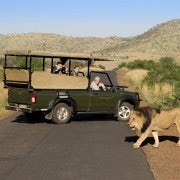 Safari programmé d'une journée dans le parc Kruger au départ de Hoedspruit