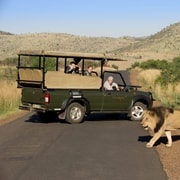 Safari programmé d'une journée dans le parc Kruger au départ de Hoedspruit