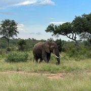 From Johannesburg : 3 Day Kruger National Park BIG 5 Safari