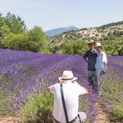 From Avignon: Half-Day Lavender Tour of Luberon
