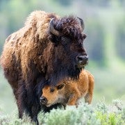 Tour privado del Parque Nacional de Yellowstone