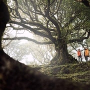 Funchal: Floresta do Fanal Traslado de ida e volta