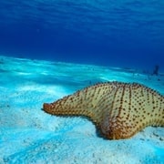 From Cozumel: 3 Reefs Boat Tour with Drinks and Snorkeling