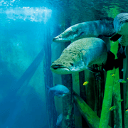 Zaragoza : Entrada al acuario