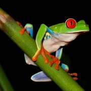 La Fortuna: Tour nocturno de naturaleza y vida salvaje en la selva tropical