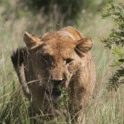 Safari d'une journée dans le parc national Kruger